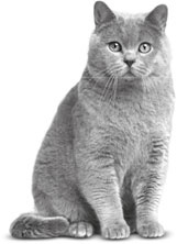 Иллюстрация к книге — Алфи на каникулах [i_001.jpg]