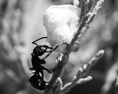 Иллюстрация к книге — По следам Ковчега Завета [any2fbimgloader17.jpg]