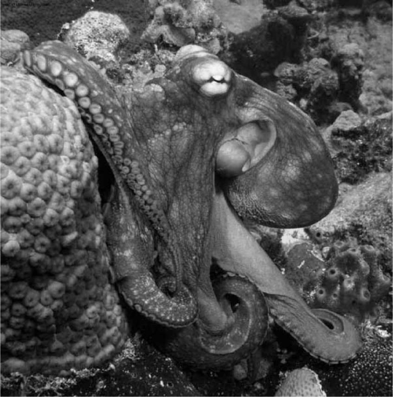 Иллюстрация к книге — Древние боги. Кто они? [i_083.jpg]