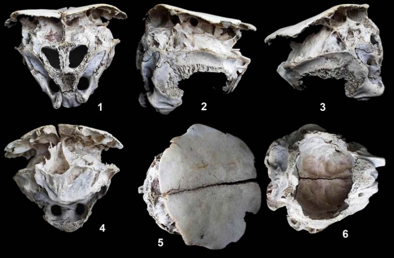 Иллюстрация к книге — Обитаемый остров Земля [i_160.jpg]