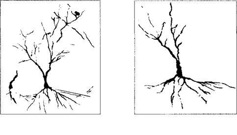 Иллюстрация к книге — Психология стресса [_41.jpg]