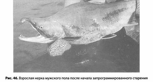 Иллюстрация к книге — Психология стресса [_48.jpg]