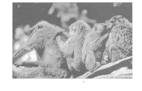 Иллюстрация к книге — Психология стресса [_63.jpg]