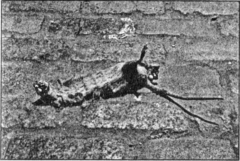 Иллюстрация к книге — Панкшуй [i_065.jpg]