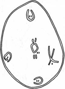 Иллюстрация к книге — Мистерия Сириуса [i_004.jpg]