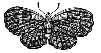 Иллюстрация к книге — Неизбирательное сродство [i_029.jpg]