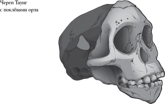 Иллюстрация к книге — Байки из грота. 50 историй из жизни древних людей [i_002.jpg]