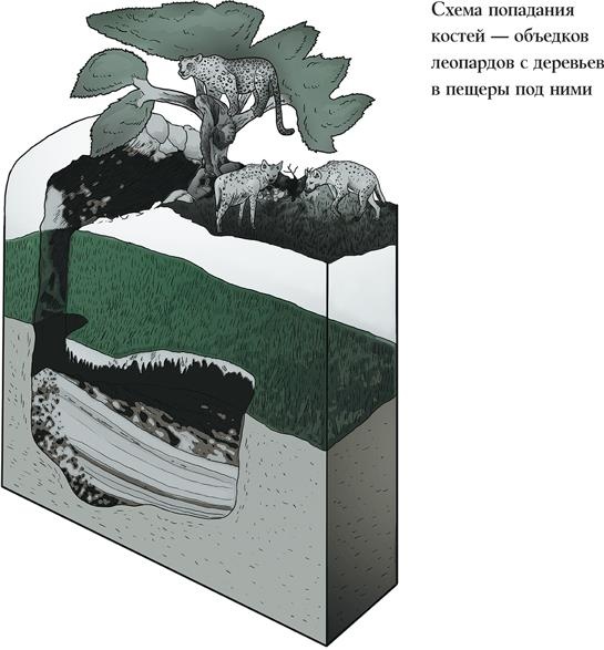 Иллюстрация к книге — Байки из грота. 50 историй из жизни древних людей [i_006.jpg]