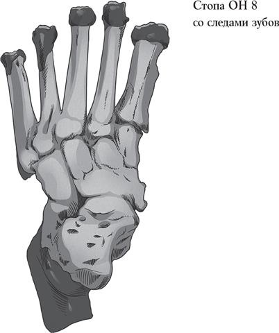 Иллюстрация к книге — Байки из грота. 50 историй из жизни древних людей [i_007.jpg]