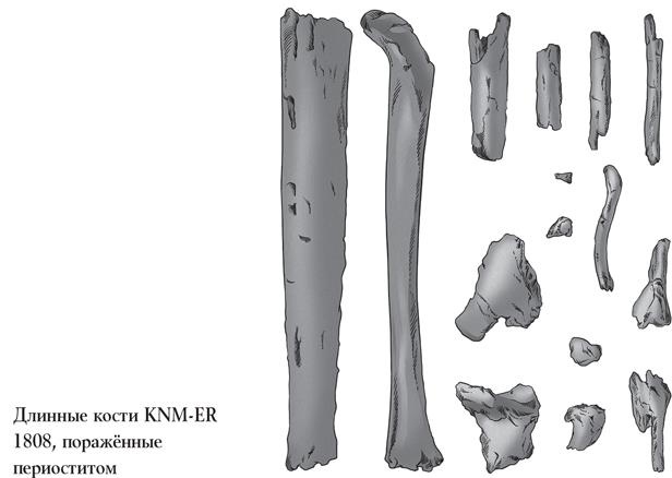 Иллюстрация к книге — Байки из грота. 50 историй из жизни древних людей [i_020.jpg]