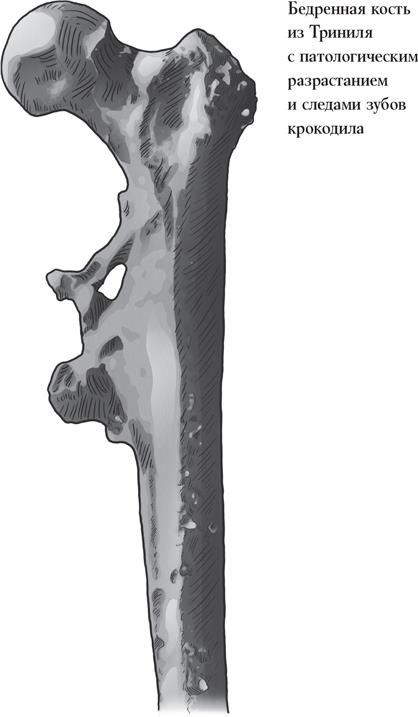 Иллюстрация к книге — Байки из грота. 50 историй из жизни древних людей [i_025.jpg]