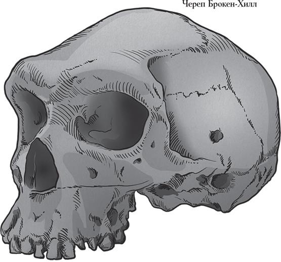 Иллюстрация к книге — Байки из грота. 50 историй из жизни древних людей [i_031.jpg]