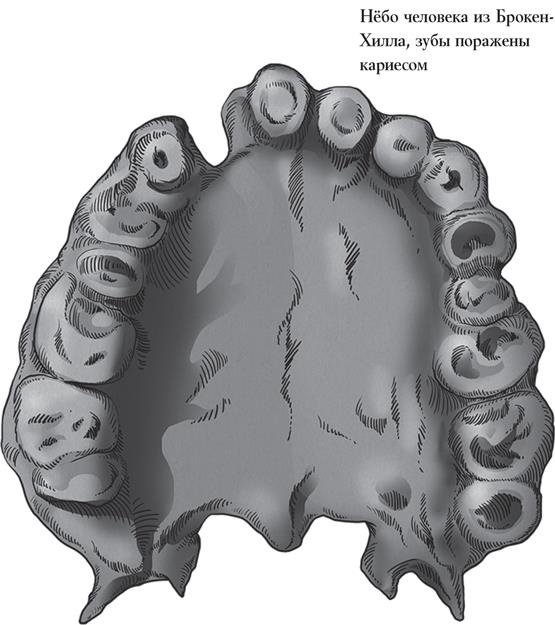 Иллюстрация к книге — Байки из грота. 50 историй из жизни древних людей [i_032.jpg]