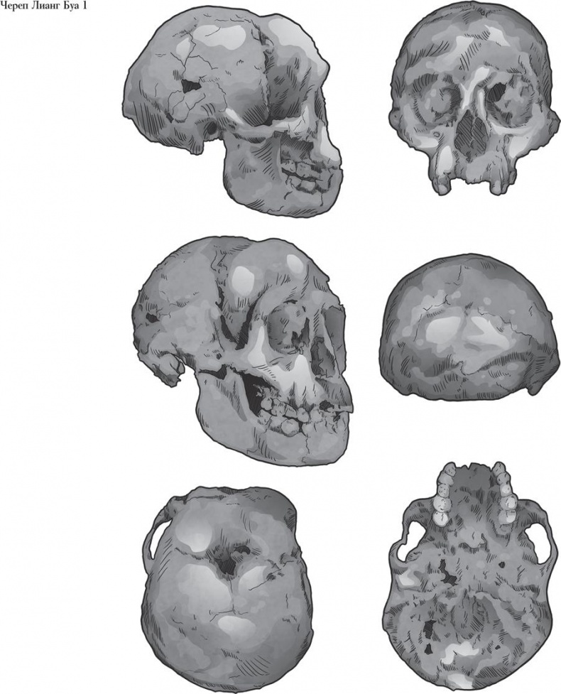 Иллюстрация к книге — Байки из грота. 50 историй из жизни древних людей [i_045.jpg]