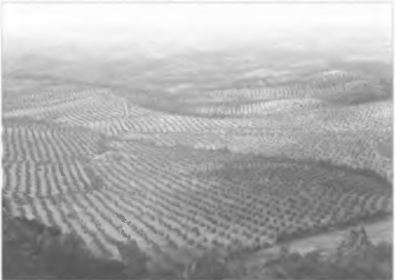 Иллюстрация к книге — История древней Испании [img_27.jpg]