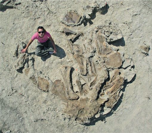 Иллюстрация к книге — Динозавры. 150 000 000 лет господства на Земле [i_005.jpg]