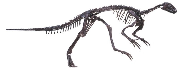 Иллюстрация к книге — Динозавры. 150 000 000 лет господства на Земле [i_014.jpg]