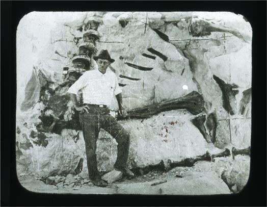 Иллюстрация к книге — Динозавры. 150 000 000 лет господства на Земле [i_015.jpg]