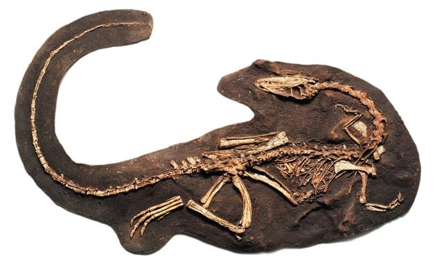 Иллюстрация к книге — Динозавры. 150 000 000 лет господства на Земле [i_039.jpg]