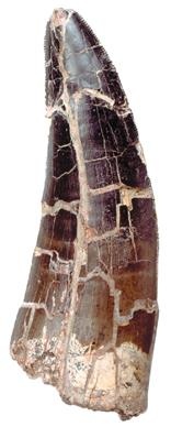 Иллюстрация к книге — Динозавры. 150 000 000 лет господства на Земле [i_042.jpg]