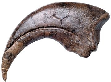 Иллюстрация к книге — Динозавры. 150 000 000 лет господства на Земле [i_044.jpg]