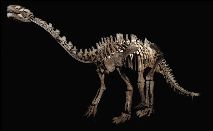 Иллюстрация к книге — Динозавры. 150 000 000 лет господства на Земле [i_060.jpg]