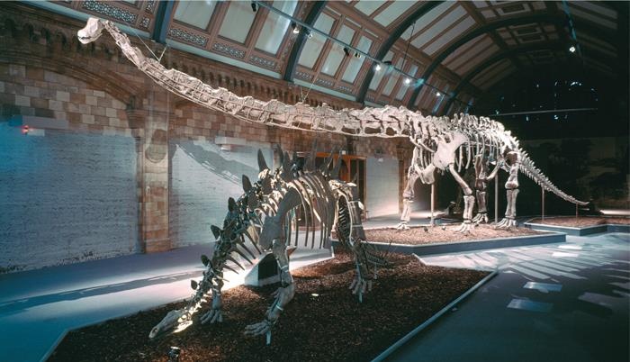 Иллюстрация к книге — Динозавры. 150 000 000 лет господства на Земле [i_062.jpg]