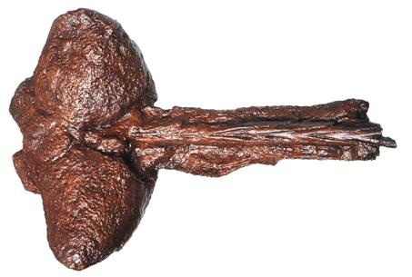 Иллюстрация к книге — Динозавры. 150 000 000 лет господства на Земле [i_069.jpg]