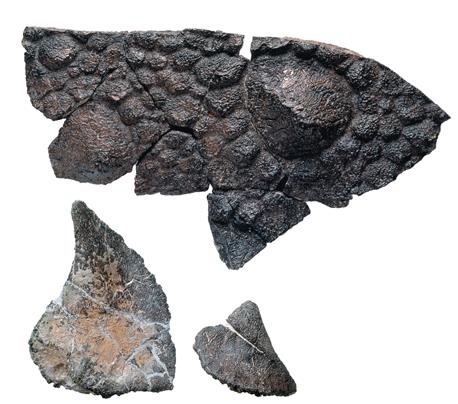 Иллюстрация к книге — Динозавры. 150 000 000 лет господства на Земле [i_071.jpg]