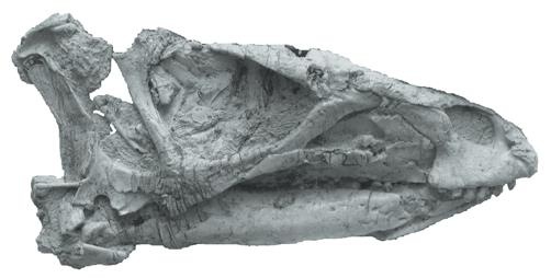 Иллюстрация к книге — Динозавры. 150 000 000 лет господства на Земле [i_075.jpg]