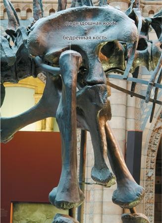 Иллюстрация к книге — Динозавры. 150 000 000 лет господства на Земле [i_089.jpg]