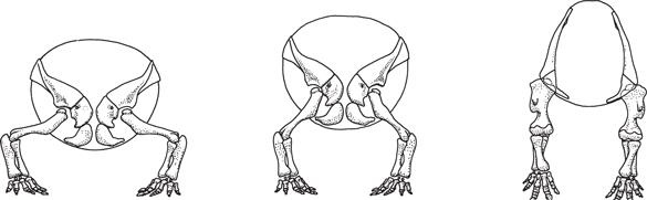 Иллюстрация к книге — Динозавры. 150 000 000 лет господства на Земле [i_097.jpg]