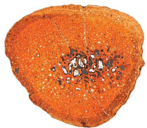 Иллюстрация к книге — Динозавры. 150 000 000 лет господства на Земле [i_100.jpg]