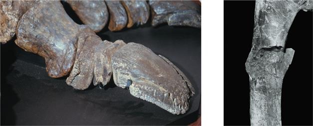 Иллюстрация к книге — Динозавры. 150 000 000 лет господства на Земле [i_101.jpg]