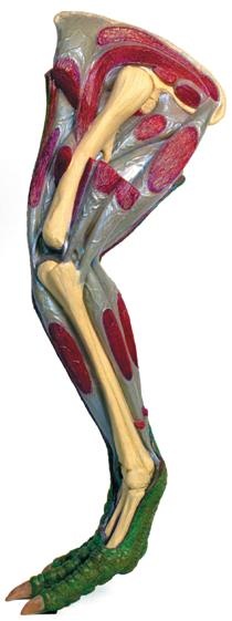 Иллюстрация к книге — Динозавры. 150 000 000 лет господства на Земле [i_104.jpg]