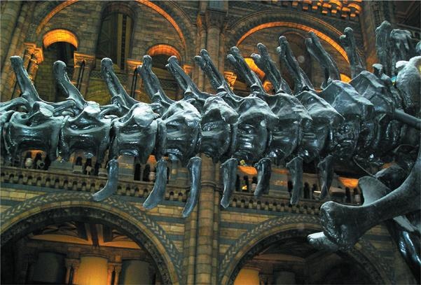 Иллюстрация к книге — Динозавры. 150 000 000 лет господства на Земле [i_106.jpg]