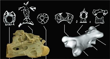 Иллюстрация к книге — Динозавры. 150 000 000 лет господства на Земле [i_111.jpg]