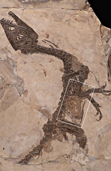 Иллюстрация к книге — Динозавры. 150 000 000 лет господства на Земле [i_115.jpg]