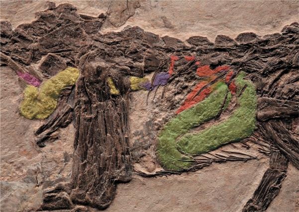 Иллюстрация к книге — Динозавры. 150 000 000 лет господства на Земле [i_116.jpg]