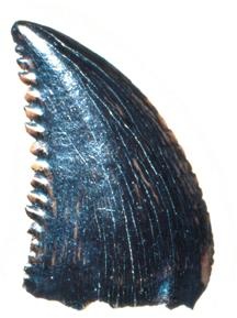 Иллюстрация к книге — Динозавры. 150 000 000 лет господства на Земле [i_128.jpg]