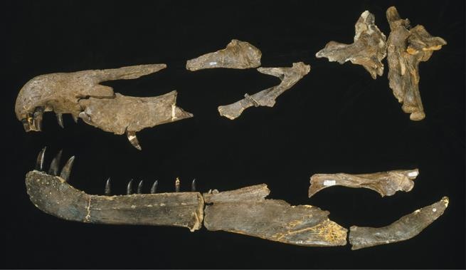 Иллюстрация к книге — Динозавры. 150 000 000 лет господства на Земле [i_129.jpg]