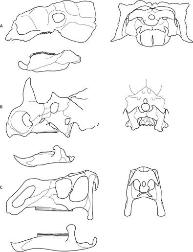 Иллюстрация к книге — Динозавры. 150 000 000 лет господства на Земле [i_136.jpg]