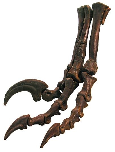 Иллюстрация к книге — Динозавры. 150 000 000 лет господства на Земле [i_141.jpg]