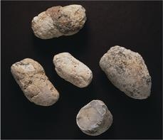 Иллюстрация к книге — Динозавры. 150 000 000 лет господства на Земле [i_150.jpg]