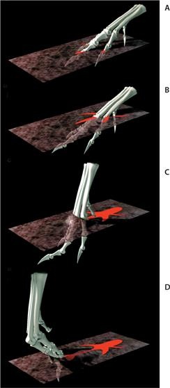 Иллюстрация к книге — Динозавры. 150 000 000 лет господства на Земле [i_154.jpg]