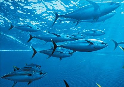 Иллюстрация к книге — Динозавры. 150 000 000 лет господства на Земле [i_160.jpg]