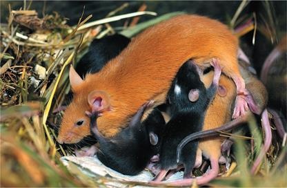 Иллюстрация к книге — Динозавры. 150 000 000 лет господства на Земле [i_165.jpg]