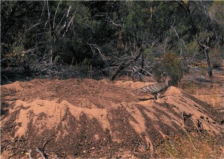 Иллюстрация к книге — Динозавры. 150 000 000 лет господства на Земле [i_166.jpg]