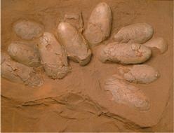 Иллюстрация к книге — Динозавры. 150 000 000 лет господства на Земле [i_167.jpg]