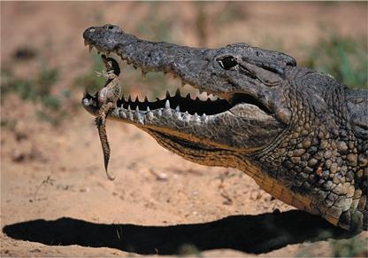 Иллюстрация к книге — Динозавры. 150 000 000 лет господства на Земле [i_173.jpg]